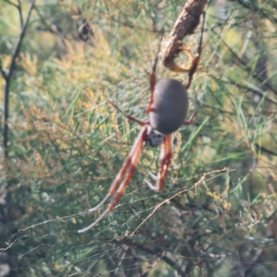 Trichonephila edulis (Golden orb weaver) at O'Malley, ACT - 7 Jun 2024 by Mike