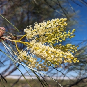 Grevillea stenobotrya at Lake Mackay, NT - 14 May 2024