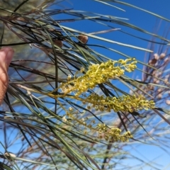 Grevillea stenobotrya at Lake Mackay, NT - 14 May 2024