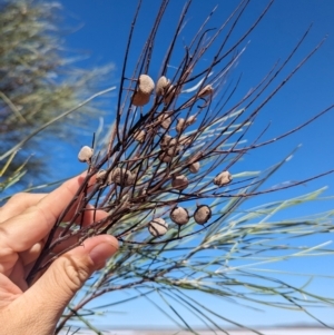 Grevillea stenobotrya at Lake Mackay, NT - 14 May 2024