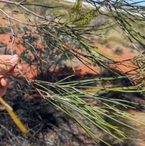 Grevillea stenobotrya at Lake Mackay, NT - 14 May 2024