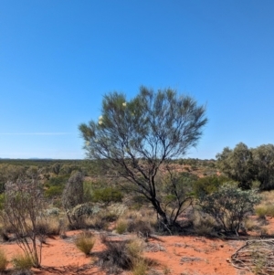 Grevillea stenobotrya at Lake Mackay, NT - 14 May 2024