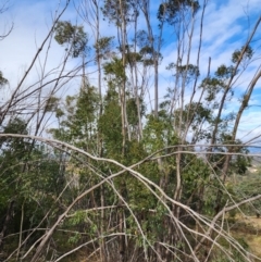 Eucalyptus stellulata (Black Sally) at Mount Taylor - 7 Jun 2024 by HarleyB