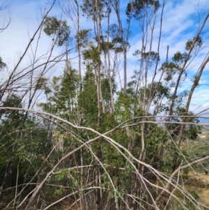 Eucalyptus stellulata (Black Sally) at Mount Taylor by HarleyB