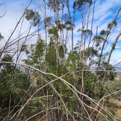 Eucalyptus stellulata (Black Sally) at Torrens, ACT - 7 Jun 2024 by HarleyB