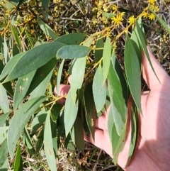 Eucalyptus stellulata at Mount Taylor - 7 Jun 2024