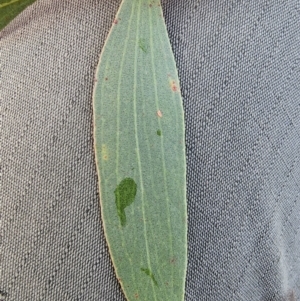 Eucalyptus stellulata at Mount Taylor - 7 Jun 2024