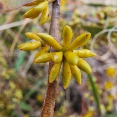 Eucalyptus stellulata at Mount Taylor - 7 Jun 2024