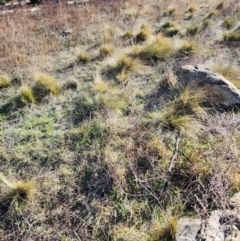 Nassella trichotoma (Serrated Tussock) at Torrens, ACT - 7 Jun 2024 by HarleyB