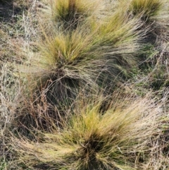 Nassella trichotoma at Mount Taylor - 7 Jun 2024