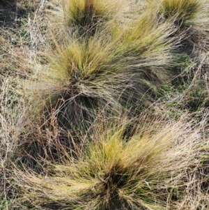 Nassella trichotoma at Mount Taylor - 7 Jun 2024