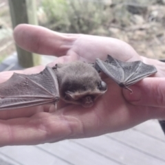 Nyctophilus geoffroyi (Lesser Long-eared Bat) at Cooma, NSW - 7 Jun 2024 by Teinm