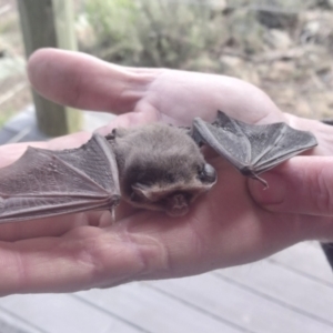 Nyctophilus geoffroyi (Lesser Long-eared Bat) at Cooma, NSW by Teinm