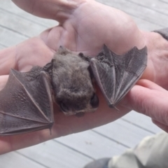 Nyctophilus geoffroyi at Cooma, NSW - suppressed