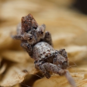 Philoponella congregabilis at Murrumbateman, NSW - 6 Jun 2024