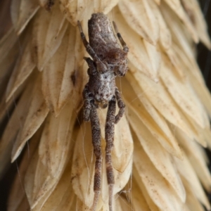 Philoponella congregabilis at Murrumbateman, NSW - 6 Jun 2024