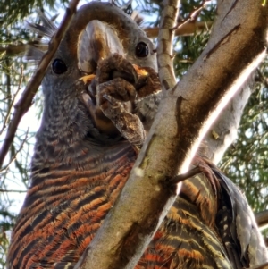 Callocephalon fimbriatum at Deakin, ACT - 7 Jun 2024