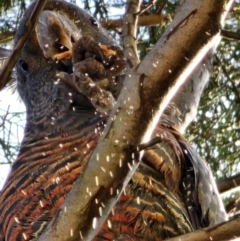 Callocephalon fimbriatum at Deakin, ACT - 7 Jun 2024