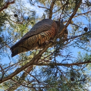 Callocephalon fimbriatum at Deakin, ACT - 7 Jun 2024