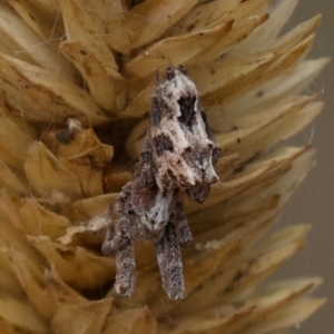 Philoponella congregabilis at Murrumbateman, NSW - 7 Jun 2024