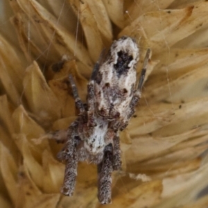 Philoponella congregabilis at Murrumbateman, NSW - 7 Jun 2024