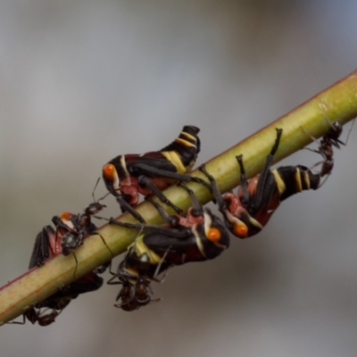 Eurymeloides pulchra (Gumtree hopper) at Murrumbateman, NSW - 7 Jun 2024 by amiessmacro