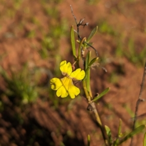 Goodenia virgata at Lake Mackay, NT - 14 May 2024