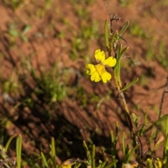 Goodenia virgata at Lake Mackay, NT - 14 May 2024