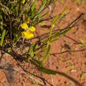 Goodenia virgata at Lake Mackay, NT - 14 May 2024