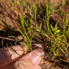 Goodenia virgata at Lake Mackay, NT - 14 May 2024