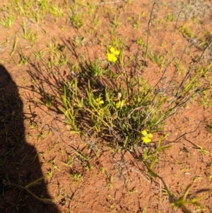 Goodenia virgata at Lake Mackay, NT - 14 May 2024