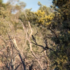 Lichmera indistincta (Brown Honeyeater) at Lake Mackay, NT - 14 May 2024 by Darcy