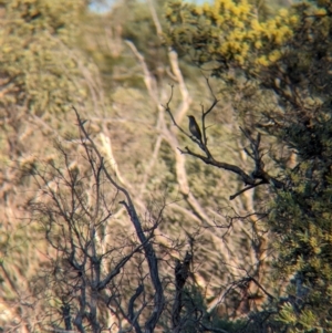 Lichmera indistincta at Lake Mackay, NT - 14 May 2024