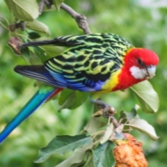 Platycercus eximius (Eastern Rosella) at Higgins, ACT - 8 Apr 2008 by AlisonMilton