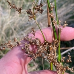 Juncus alexandri subsp. alexandri at Gorman Road Bush Reserve, Goulburn - 30 Mar 2024 by Tapirlord