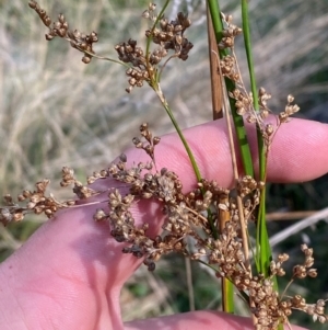 Juncus alexandri subsp. alexandri at Mount Gray Recreation Reserve, Goulburn - 30 Mar 2024