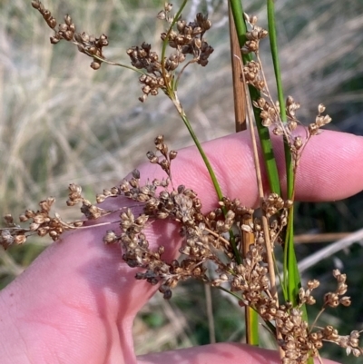 Juncus alexandri subsp. alexandri at Goulburn, NSW - 30 Mar 2024 by Tapirlord