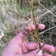 Juncus alexandri subsp. alexandri at Mount Gray Recreation Reserve, Goulburn - 30 Mar 2024