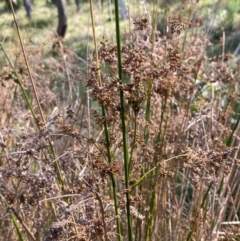 Juncus alexandri subsp. alexandri at Mount Gray Recreation Reserve, Goulburn - 30 Mar 2024