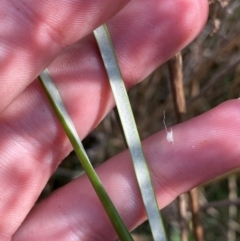 Juncus alexandri subsp. alexandri at Mount Gray Recreation Reserve, Goulburn - 30 Mar 2024 02:46 PM