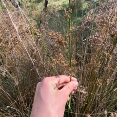 Juncus alexandri subsp. alexandri at Mount Gray Recreation Reserve, Goulburn - 30 Mar 2024