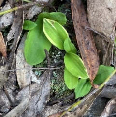 Chiloglottis sp. (A Bird/Wasp Orchid) at Goulburn, NSW - 30 Mar 2024 by Tapirlord