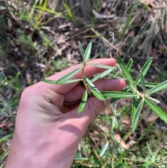 Astrotricha ledifolia (Common Star-hair) at Goulburn, NSW - 30 Mar 2024 by Tapirlord