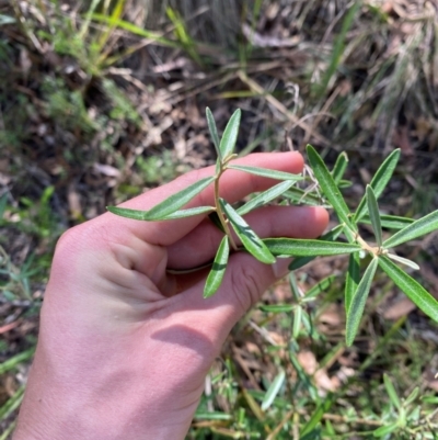 Astrotricha ledifolia (Common Star-hair) at Governers Hill Recreation Reserve - 30 Mar 2024 by Tapirlord