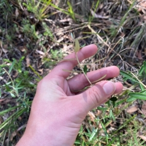 Astrotricha ledifolia at Mount Gray Recreation Reserve, Goulburn - 30 Mar 2024