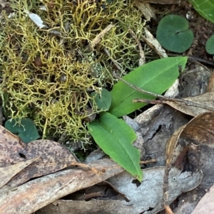 Chiloglottis sp. at Mount Gray Recreation Reserve, Goulburn - suppressed