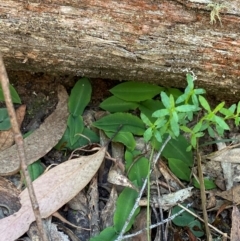 Chiloglottis sp. at Mount Gray Recreation Reserve, Goulburn - 30 Mar 2024