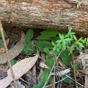 Chiloglottis sp. at Mount Gray Recreation Reserve, Goulburn - suppressed