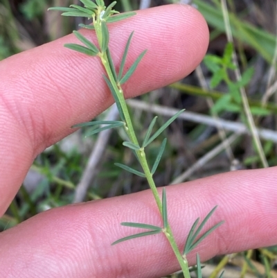 Gompholobium huegelii (Pale Wedge Pea) at Gorman Road Bush Reserve, Goulburn - 30 Mar 2024 by Tapirlord