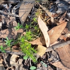 Stellaria pungens (Prickly Starwort) at Governers Hill Recreation Reserve - 30 Mar 2024 by Tapirlord